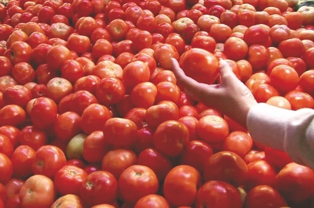 Sauce tomate